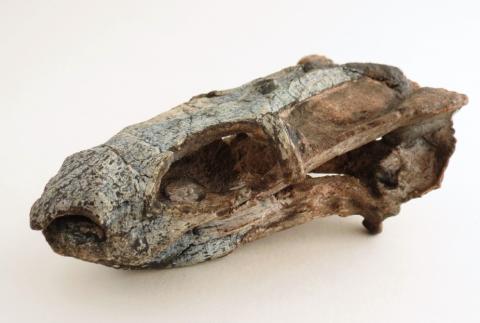 Crânio encontrado pelo Laboratório de Paleobiologia da Unipampa / Foto: Felipe Lima Pinheiro