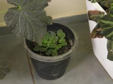 Cuidado com acúmulo de água nos vasos de planta - Campus Itaqui Cuidado com acúmulo de água nos vasos de planta - Campus Itaqui